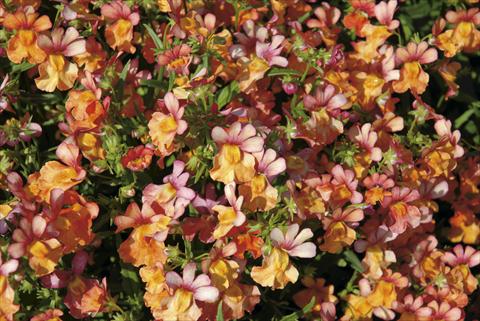 Photo de variété de fleurs à utiliser comme: Plante à massif/ plante de bordure Nemesia Papagena Coral