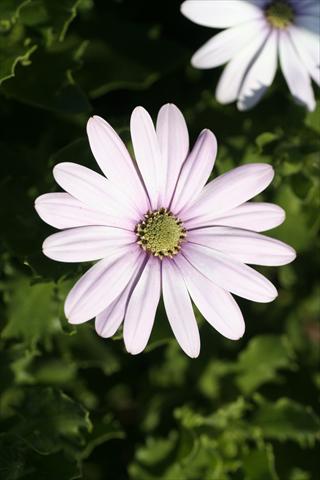 Photo de variété de fleurs à utiliser comme: Suspension / pot Osteospermum FlowerPower® sel® Cream Pink