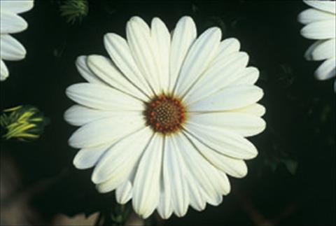 Photo de variété de fleurs à utiliser comme: Plante à massif/ plante de bordure Osteospermum FlowerPower® sel® Ivory