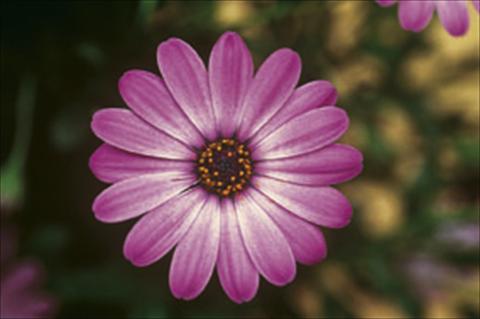 Photo de variété de fleurs à utiliser comme: Plante à massif/ plante de bordure Osteospermum FlowerPower® sel® Lavander Pink