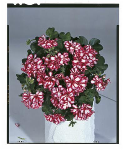 Photo de variété de fleurs à utiliser comme: Suspension / pot Pelargonium peltatum Royal Candy Cane