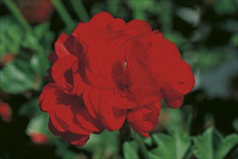 Photo de variété de fleurs à utiliser comme: Suspension / pot Pelargonium peltatum Royal Fire