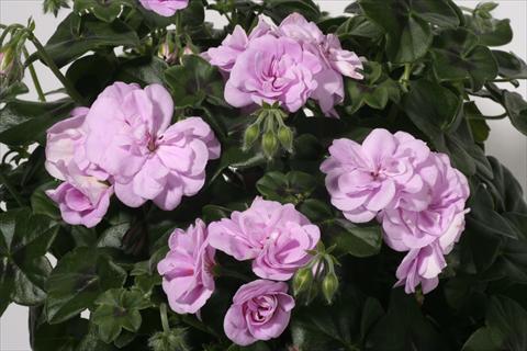 Photo de variété de fleurs à utiliser comme: Suspension / pot Pelargonium peltatum Royal Lavander