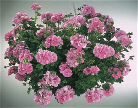 Photo de variété de fleurs à utiliser comme: Suspension / pot Pelargonium peltatum  Royal Light Pink