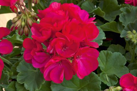 Photo de variété de fleurs à utiliser comme: Plante à massif/ plante de bordure Pelargonium zonale Sunrise® Arcona 2000
