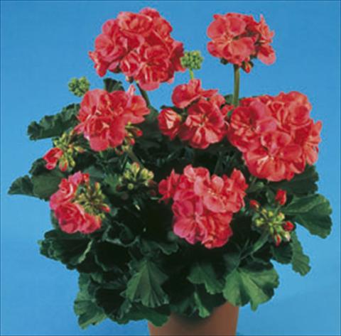 Photo de variété de fleurs à utiliser comme: Plante à massif/ plante de bordure Pelargonium zonale Moonlight® Greco