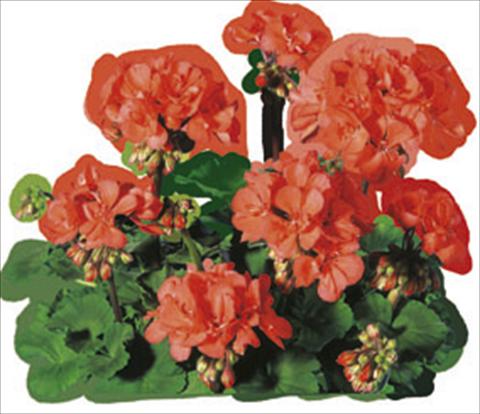 Photo de variété de fleurs à utiliser comme: Plante à massif/ plante de bordure Pelargonium zonale Moonlight® Guido