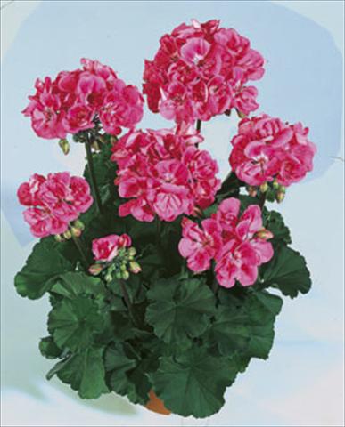 Photo de variété de fleurs à utiliser comme: Plante à massif/ plante de bordure Pelargonium zonale Moonlight® Lady Ramona