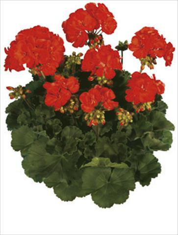 Photo de variété de fleurs à utiliser comme: Plante à massif/ plante de bordure Pelargonium zonale Moonlight® Paprika