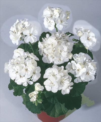 Photo de variété de fleurs à utiliser comme: Plante à massif/ plante de bordure Pelargonium zonale Moonlight® Sailing