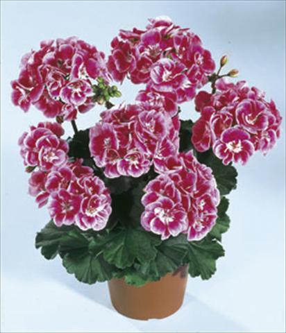 Photo de variété de fleurs à utiliser comme: Plante à massif/ plante de bordure Pelargonium zonale Moonlight® Vineta