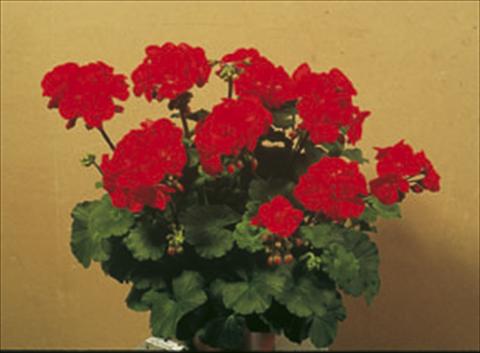 Photo de variété de fleurs à utiliser comme: Plante à massif/ plante de bordure Pelargonium zonale Sunrise® Elara