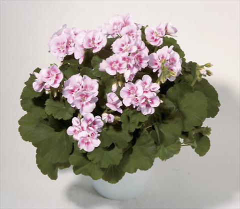 Photo de variété de fleurs à utiliser comme: Plante à massif/ plante de bordure Pelargonium zonale Sunrise® Kristina