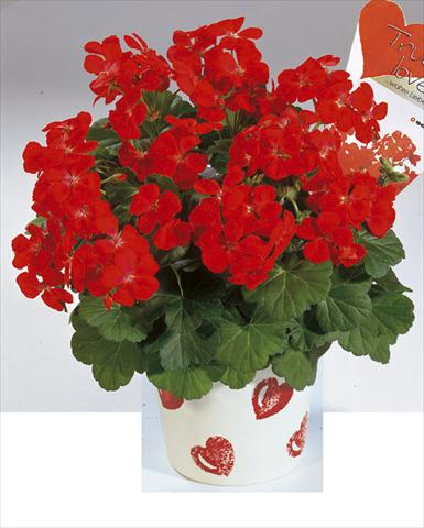 Photo de variété de fleurs à utiliser comme: Plante à massif/ plante de bordure Pelargonium zonale True Love Red