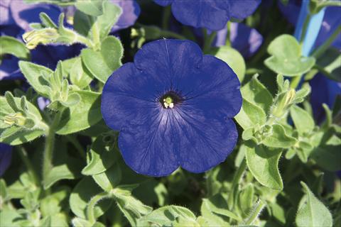Photo de variété de fleurs à utiliser comme: Suspension / pot Petunia pendula Charming Blue