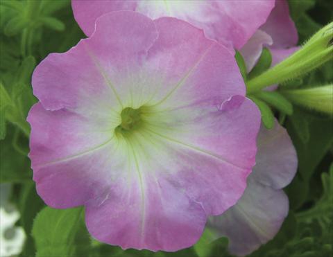 Photo de variété de fleurs à utiliser comme: Suspension / pot Petunia pendula Charming Pink