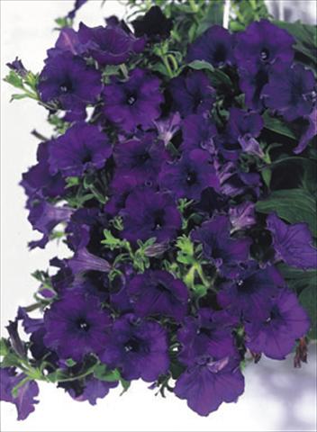Photo de variété de fleurs à utiliser comme: Suspension / pot Petunia CompactFamous™ Blue
