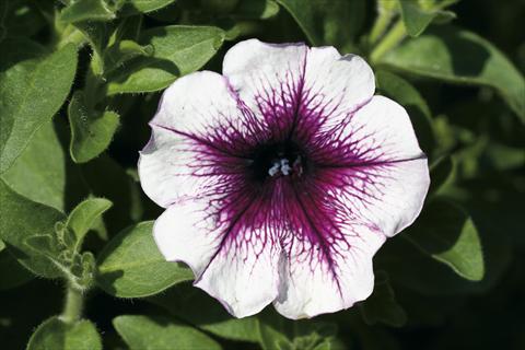 Photo de variété de fleurs à utiliser comme: Suspension / pot Petunia Famous™ Dark Violet Vein