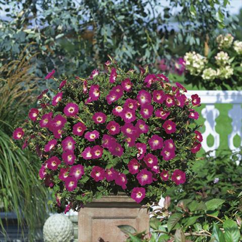 Photo de variété de fleurs à utiliser comme: Suspension / pot Petunia Famous™ Hot Rose Morn