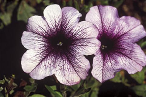 Photo de variété de fleurs à utiliser comme: Suspension / pot Petunia Famous™ Lilac Dark Vein