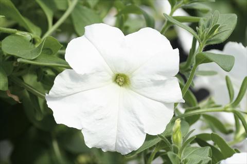 Photo de variété de fleurs à utiliser comme: Suspension / pot Petunia Famous™ New White