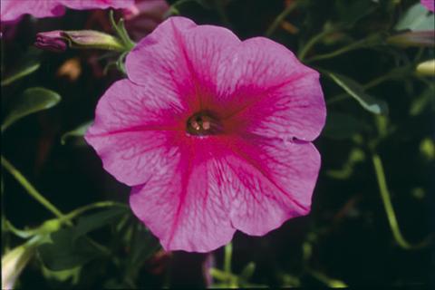 Photo de variété de fleurs à utiliser comme: Suspension / pot Petunia Famous™ Rose Star