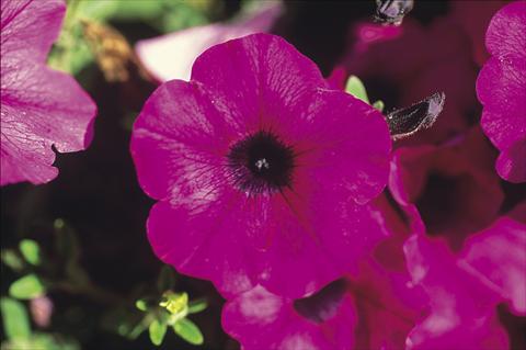 Photo de variété de fleurs à utiliser comme: Suspension / pot Petunia Famous™ Trailing Purple