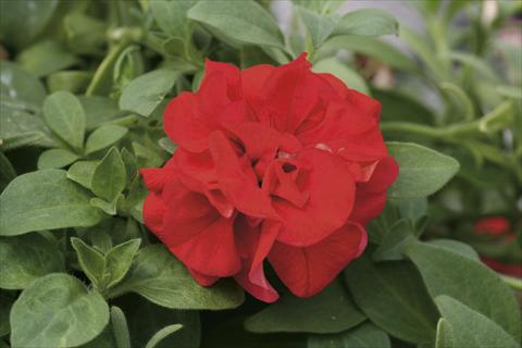Photo de variété de fleurs à utiliser comme: Suspension / pot Petunia pendula Sweet Sunshine® Red