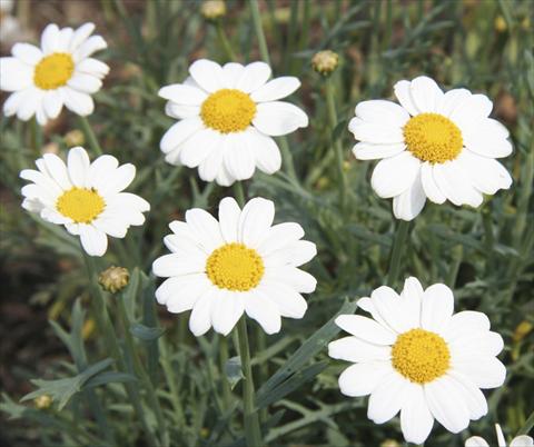 Photo de variété de fleurs à utiliser comme: Plante à massif/ plante de bordure Argyranthemum LaRita® White Beauty