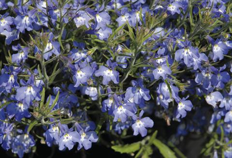 Photo de variété de fleurs à utiliser comme: Plante à massif/ plante de bordure Lobelia Curaçao® Blue with Eye