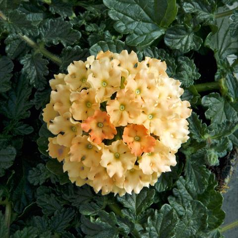 Photo de variété de fleurs à utiliser comme: Plante à massif/ plante de bordure Verbena Fuego™ sel® Apricot