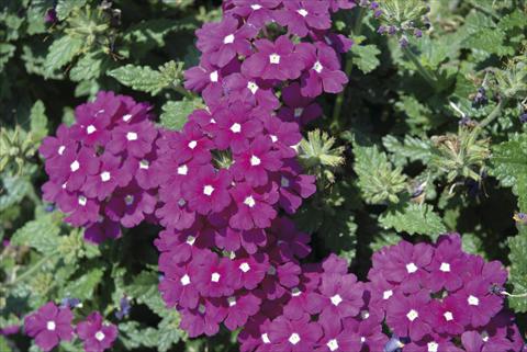 Photo de variété de fleurs à utiliser comme: Plante à massif/ plante de bordure Verbena Fuego™ sel® Violet with Eye