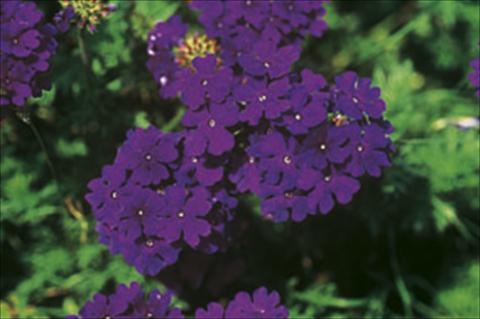 Photo de variété de fleurs à utiliser comme: Suspension / pot Verbena Lascar® sel® Dark Blue