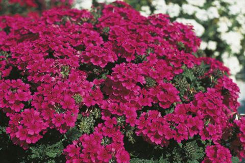 Photo de variété de fleurs à utiliser comme: Suspension / pot Verbena Lascar® sel® Hot Rose