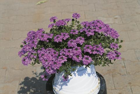 Photo de variété de fleurs à utiliser comme: Suspension / pot Verbena Compact Lascar® Lavender