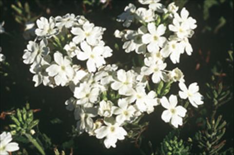 Photo de variété de fleurs à utiliser comme: Suspension / pot Verbena Compact Lascar® White