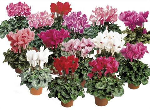 Photo de variété de fleurs à utiliser comme: Pot et Plante à massif Cyclamen persicum Formula 1