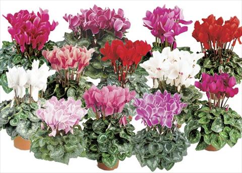 Photo de variété de fleurs à utiliser comme: Pot et Plante à massif Cyclamen persicum Formula 2