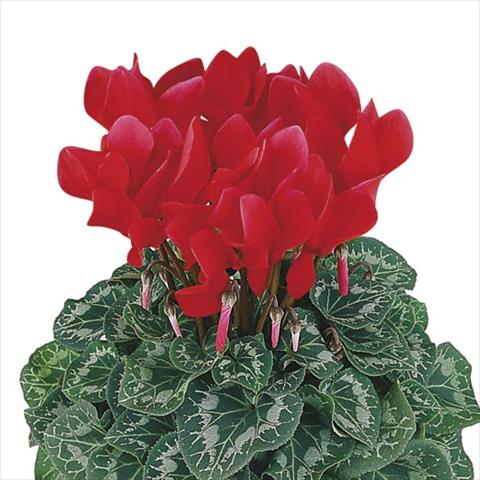Photo de variété de fleurs à utiliser comme: Pot et Plante à massif Cyclamen persicum Halios® Écarlate Vif