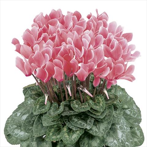 Photo de variété de fleurs à utiliser comme: Pot et Plante à massif Cyclamen persicum Latinia® Flammé Premium
