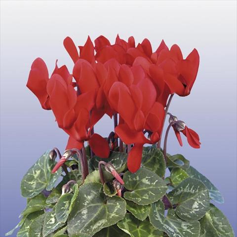 Photo de variété de fleurs à utiliser comme: Pot et Plante à massif Cyclamen persicum mini Super Serie Compact Red
