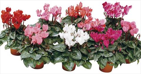 Photo de variété de fleurs à utiliser comme: Pot et Plante à massif Cyclamen persicum mini Micro Smart