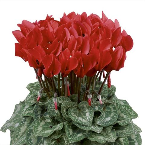 Photo de variété de fleurs à utiliser comme: Pot et Plante à massif Cyclamen persicum Latinia® Rouge Écarlate
