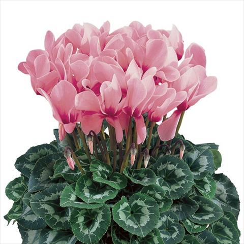 Photo de variété de fleurs à utiliser comme: Pot et Plante à massif Cyclamen persicum Halios® Rose à Oeil