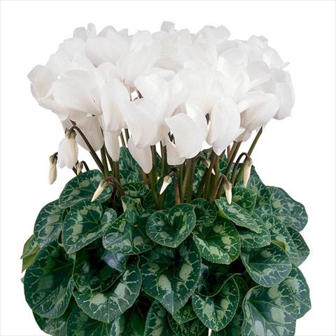 Photo de variété de fleurs à utiliser comme: Pot et Plante à massif Cyclamen persicum Halios® Blanc Pur