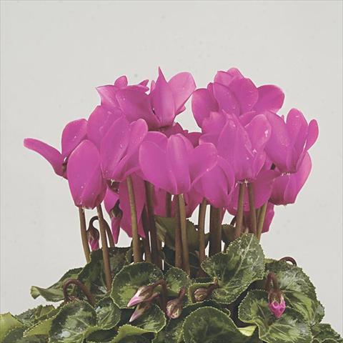 Photo de variété de fleurs à utiliser comme: Pot et Plante à massif Cyclamen persicum mini Super Serie Verano Dark Violet