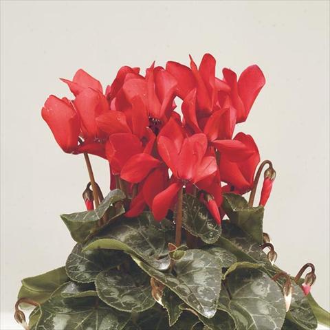 Photo de variété de fleurs à utiliser comme: Pot et Plante à massif Cyclamen persicum mini Super Serie Verano Red