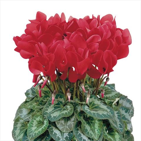 Photo de variété de fleurs à utiliser comme: Pot et Plante à massif Cyclamen persicum Halios® Écarlate Vif Compact
