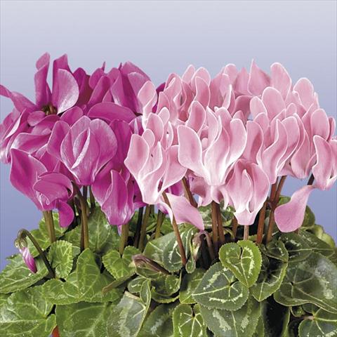 Photo de variété de fleurs à utiliser comme: Pot et Plante à massif Cyclamen persicum mini Super Serie Compact Flamed Mix