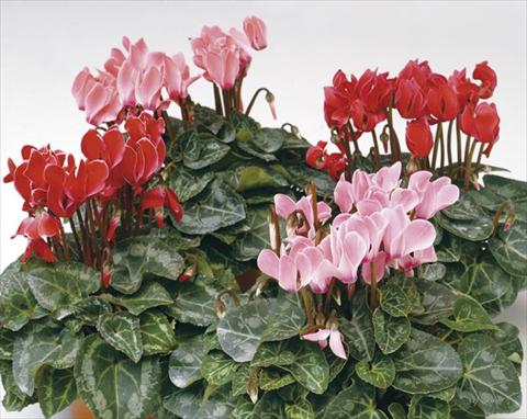 Photo de variété de fleurs à utiliser comme: Pot et Plante à massif Cyclamen persicum mini Mini Grand Channel